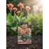 canna1