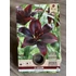 Tavaszi VH Pure Lilium Asiatic Black
