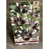 Tavaszi VH Pure Lilium Netty's Pride 